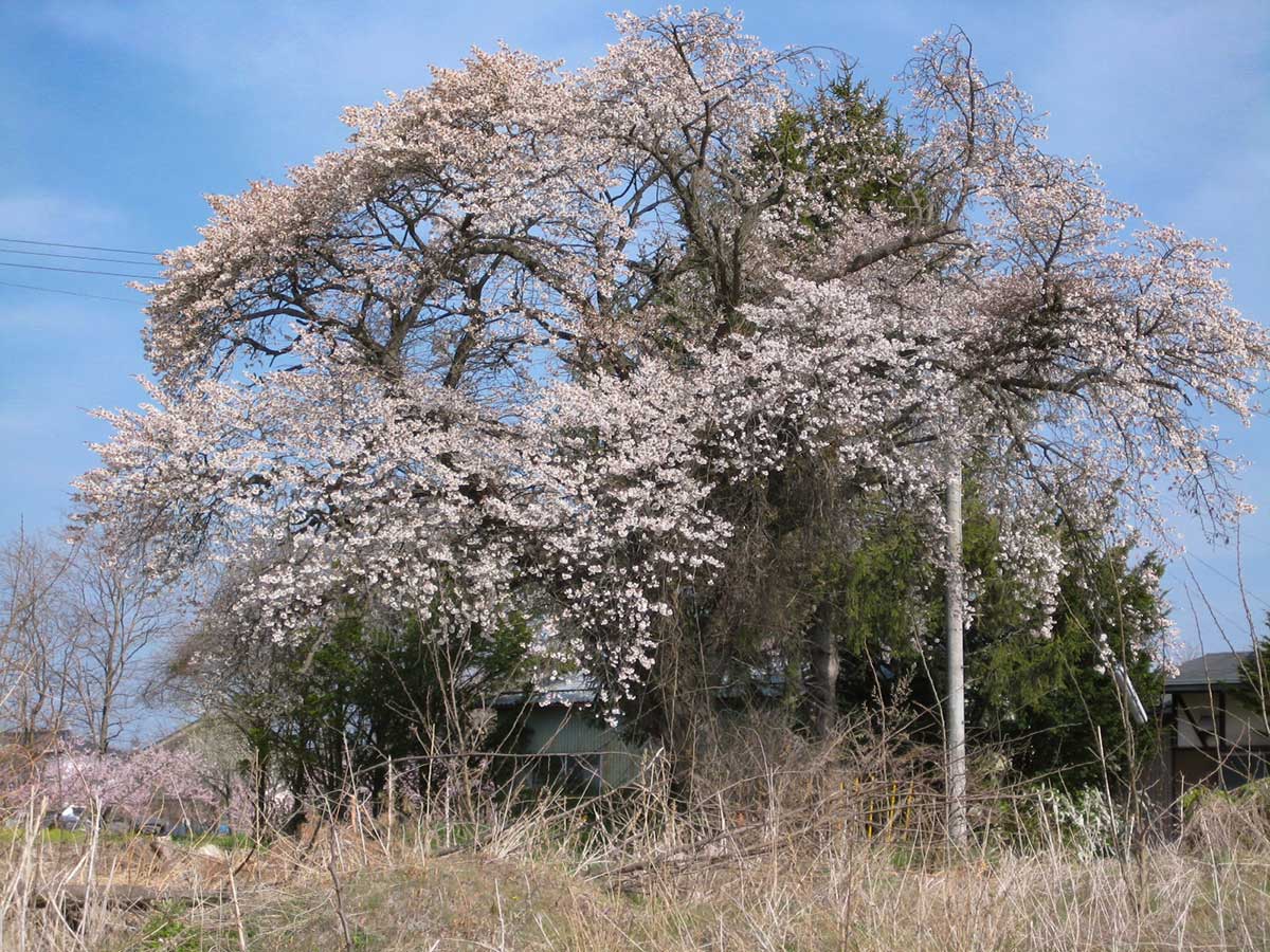 ワイルドな桜の木