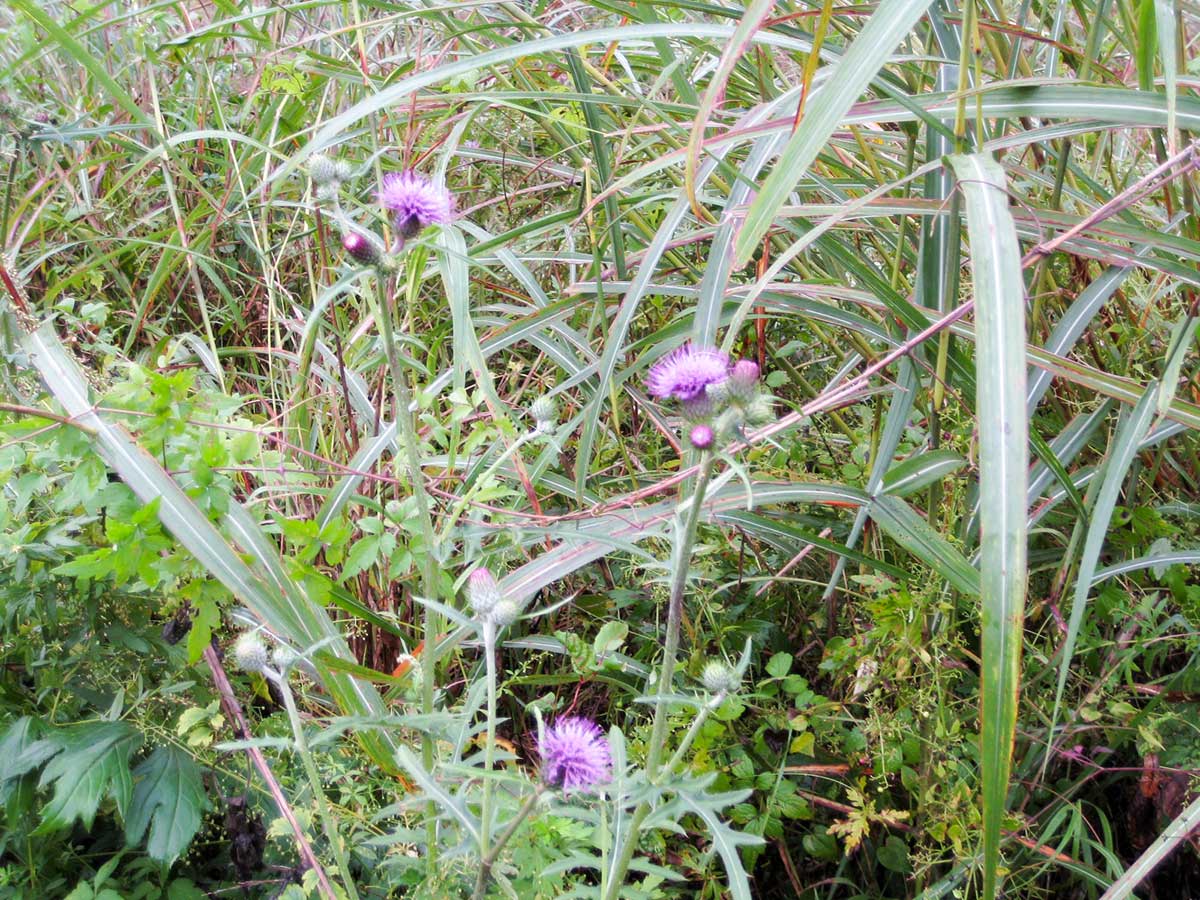長谷部アジア公園に咲く紫色の花
