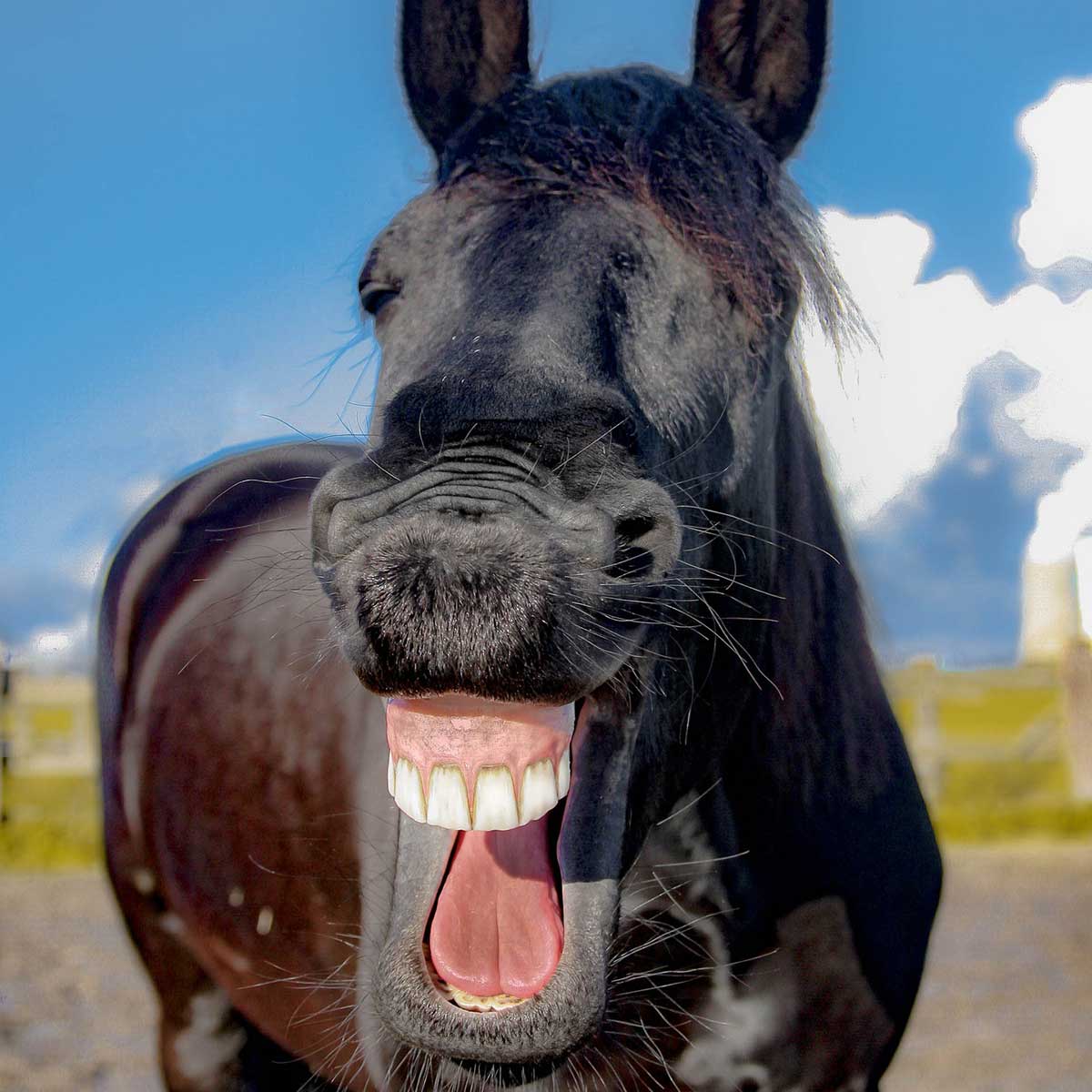 笑う馬