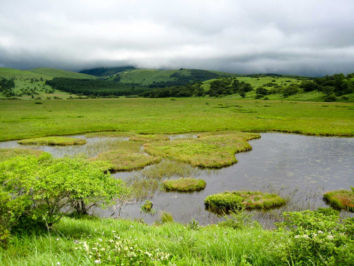 ハートの湿原