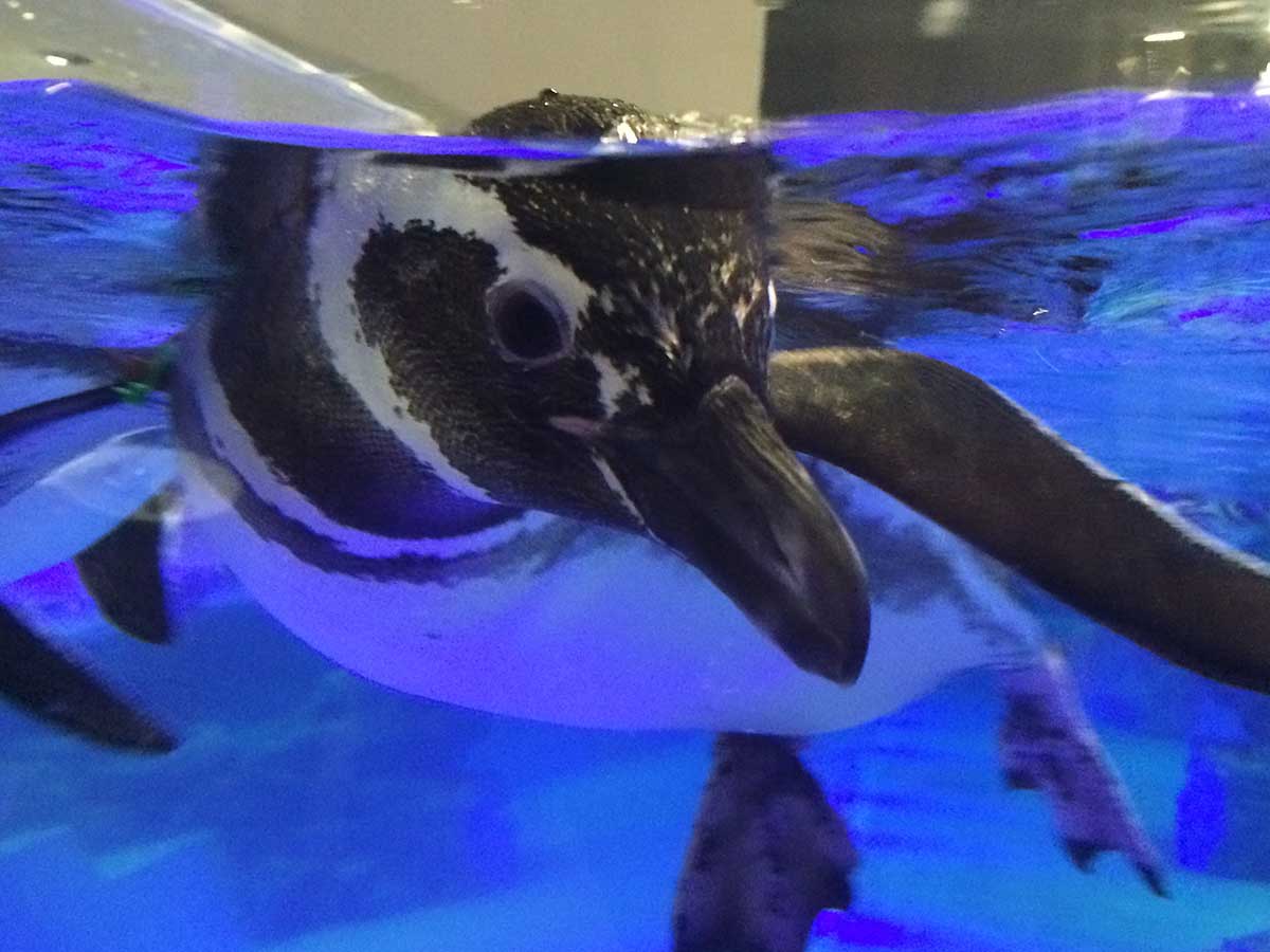 カメラ目線のマゼランペンギン